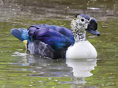 Knob-billed Duck