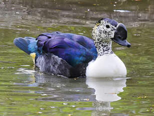 Canard à bosse