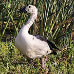 Canard à bosse