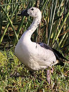 Knob-billed Duck