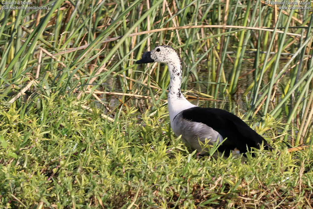 Knob-billed Duck male adult post breeding, identification, habitat