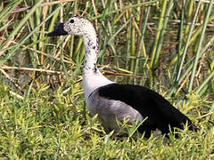 Knob-billed Duck