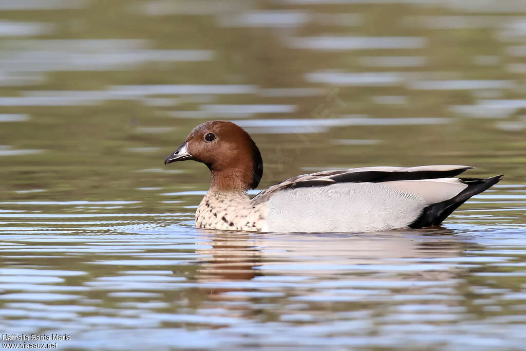 Maned Duck male adult, identification, swimming