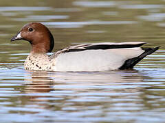 Canard à crinière