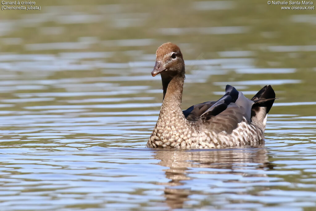 Maned Duck female adult, identification, swimming