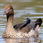 Canard à crinière