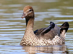 Maned Duck