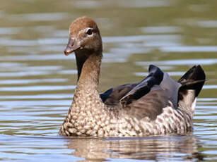 Canard à crinière