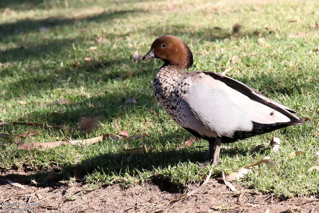 Maned Duck male adult, identification, walking