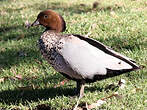 Canard à crinière