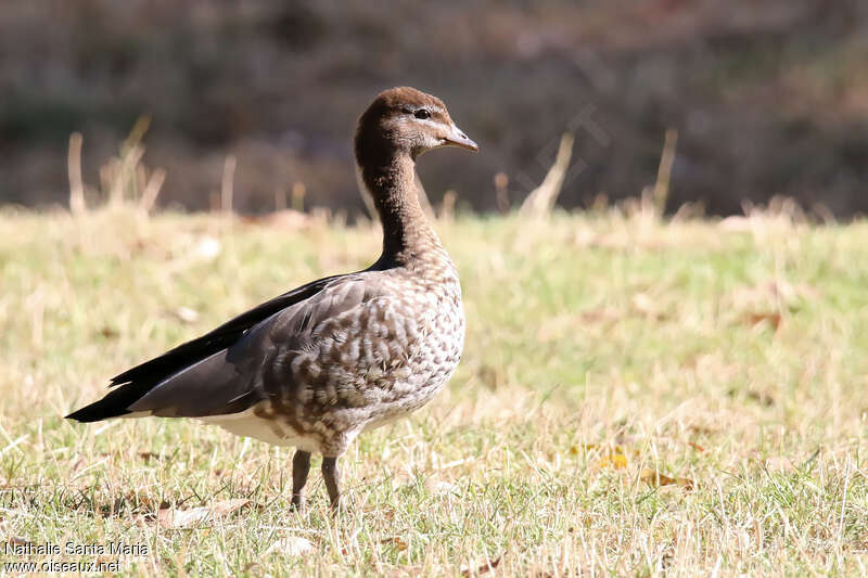 Maned Duck female adult, identification, walking