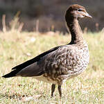 Canard à crinière