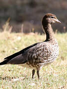 Canard à crinière