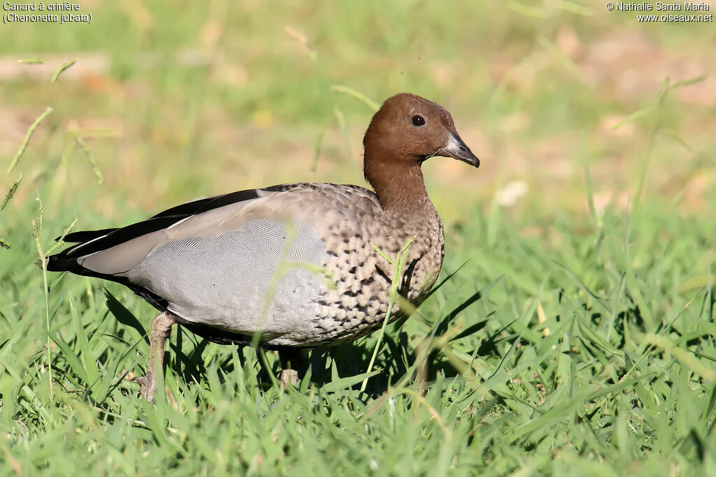 Maned Duck male adult, identification, walking