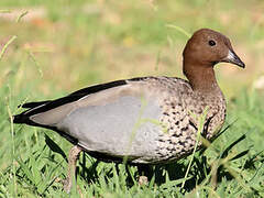 Canard à crinière