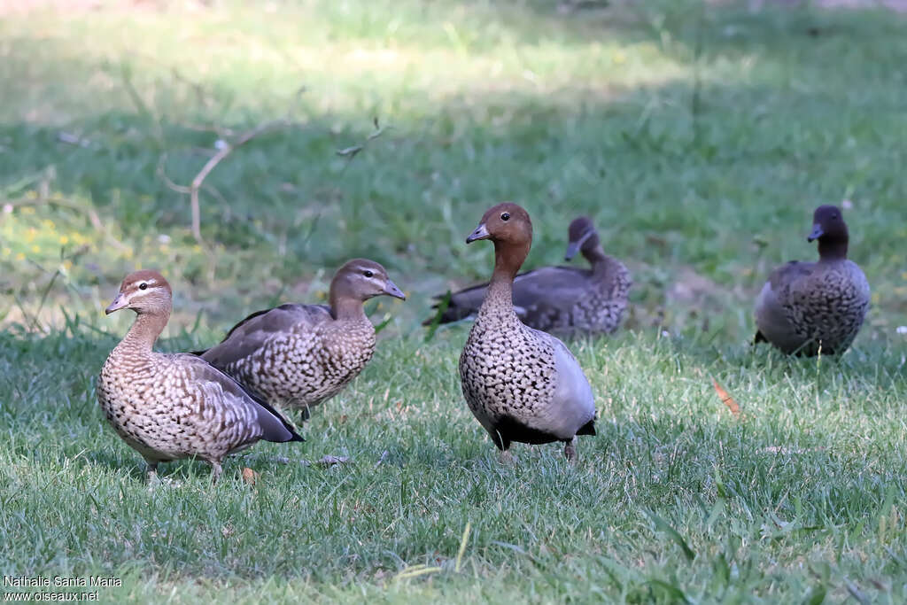 Maned Duckadult, habitat, pigmentation, walking