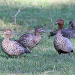 Canard à crinière