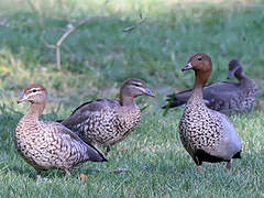 Canard à crinière