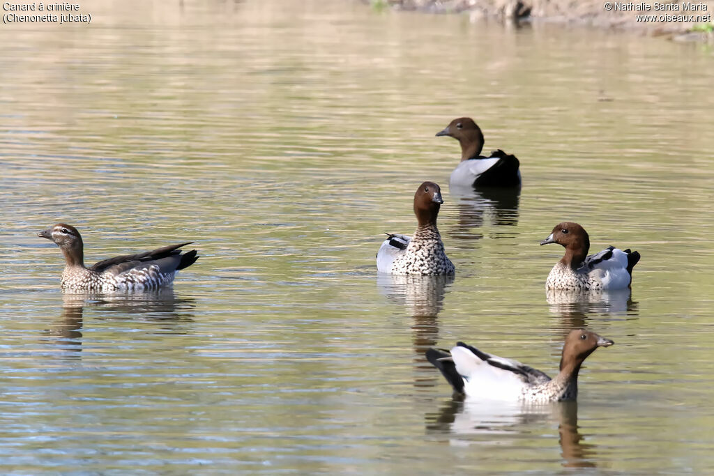 Canard à crinière, habitat, nage