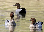 Canard à crinière