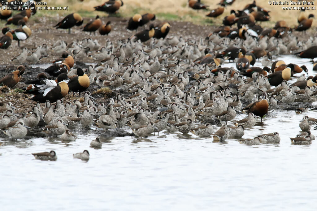 Canard à oreilles roses, habitat