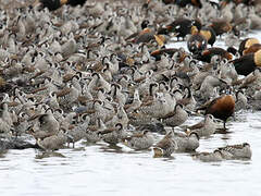 Pink-eared Duck