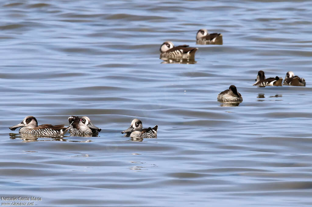 Pink-eared Duckadult, pigmentation, swimming