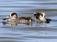 Pink-eared Duck