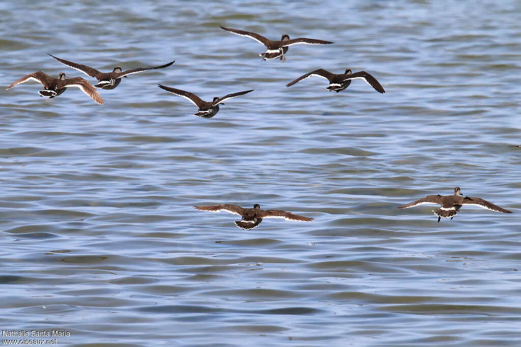 Pink-eared Duck, Flight