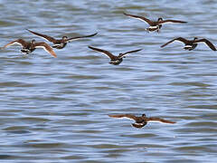 Pink-eared Duck