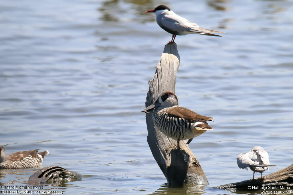 Pink-eared Duckadult, identification