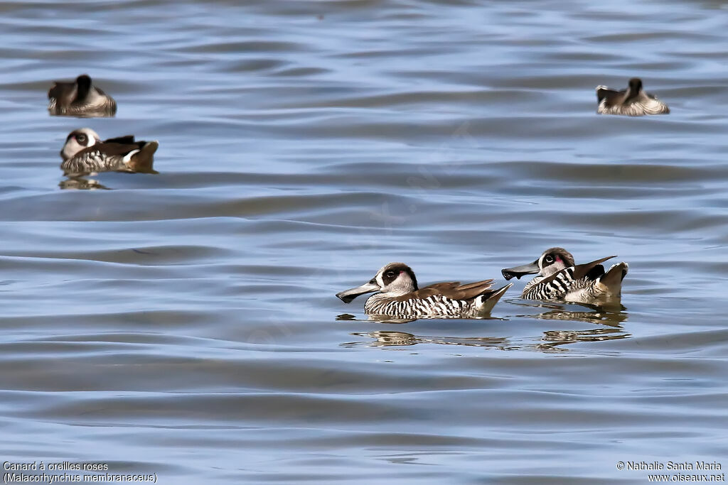 Pink-eared Duckadult, identification, swimming