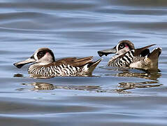 Pink-eared Duck