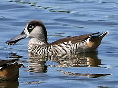 Pink-eared Duck