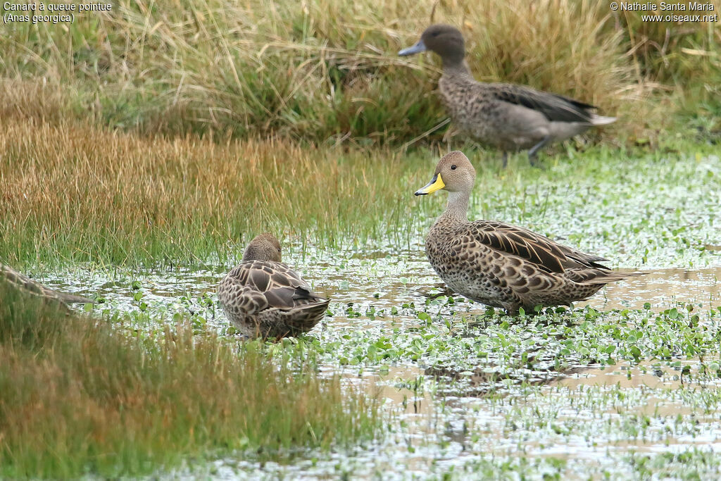 Yellow-billed Pintailadult, identification