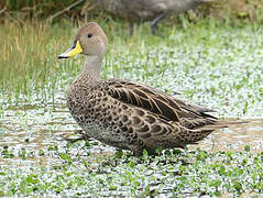 Yellow-billed Pintail