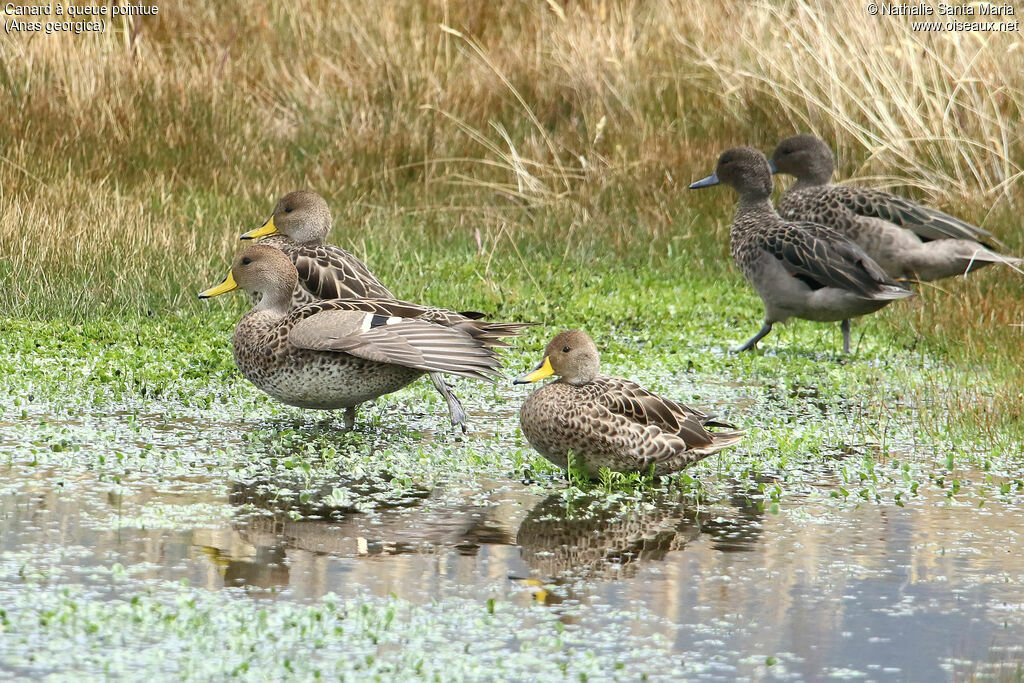 Yellow-billed Pintailadult, identification