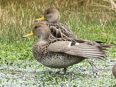 Canard à queue pointue