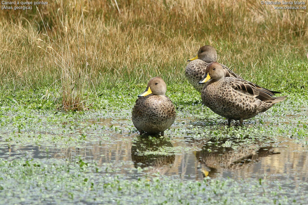 Canard à queue pointueadulte, identification