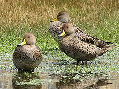 Yellow-billed Pintail