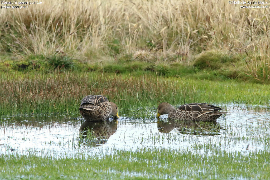 Canard à queue pointueadulte, identification, mange