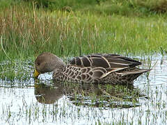 Yellow-billed Pintail