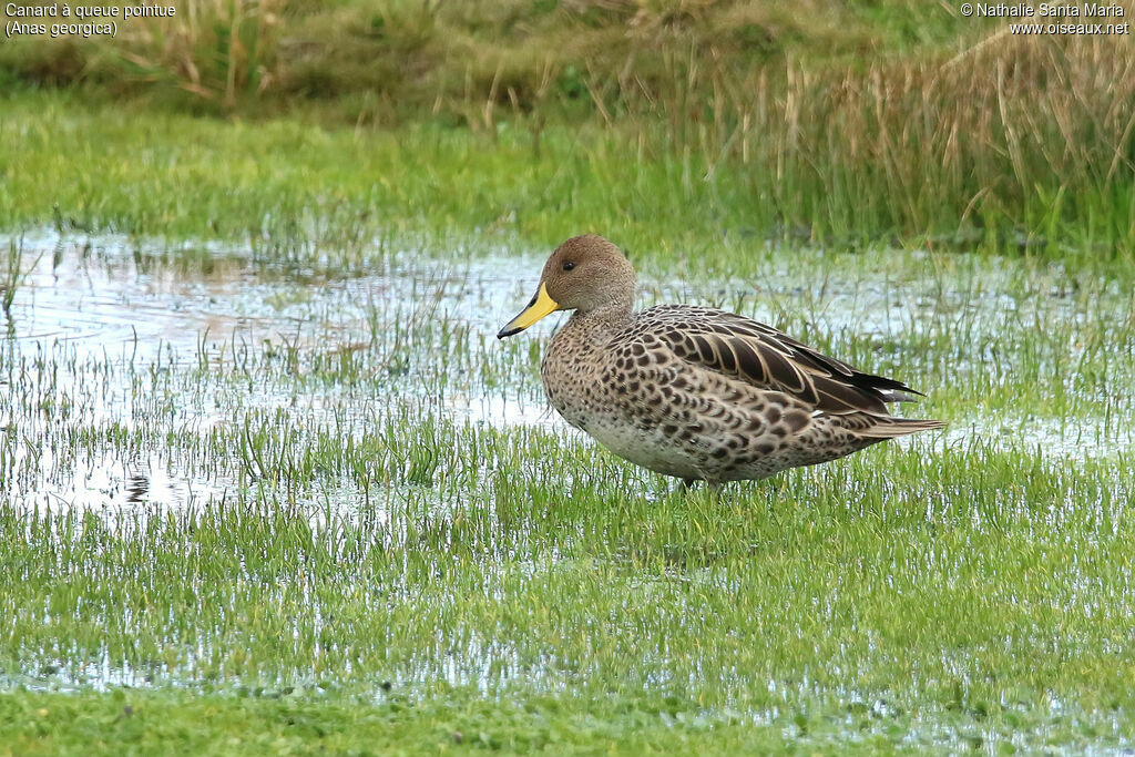 Yellow-billed Pintailadult, identification