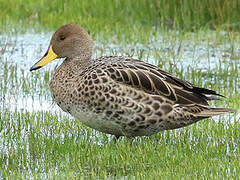 Yellow-billed Pintail