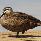 Canard à sourcils