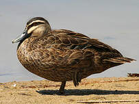 Canard à sourcils