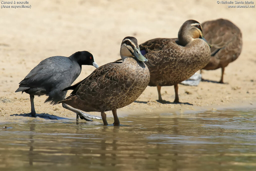 Pacific Black Duckadult, habitat