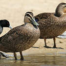 Canard à sourcils