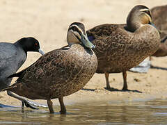 Pacific Black Duck