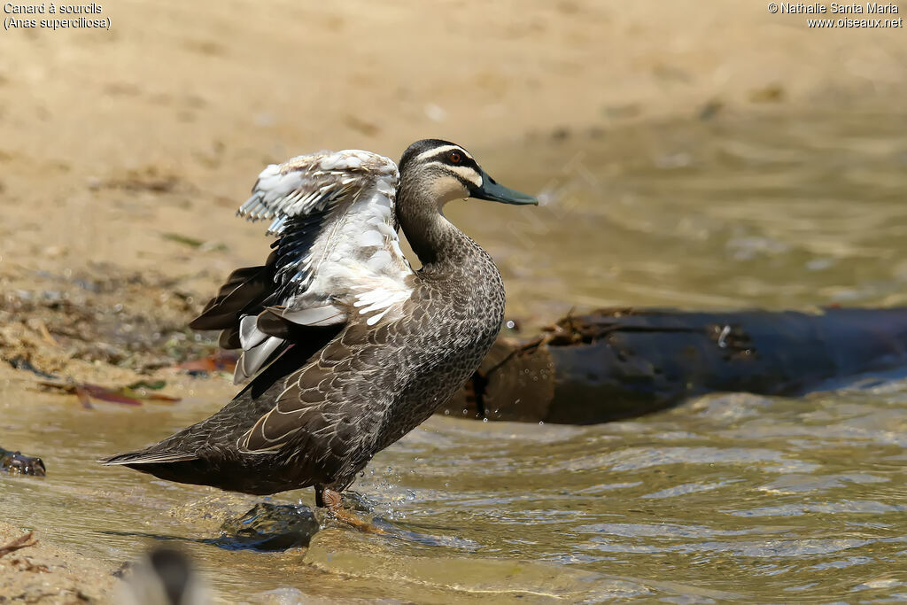 Pacific Black Duckadult, identification, moulting